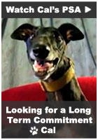 Cal's PSA | Adopt a Greyhound