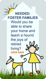 Be a Greyhound Foster Home | Contact Us