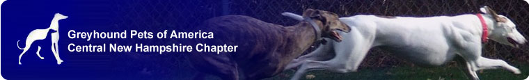 Greyhound Pets of America - Central New Hampshire Chapter | Adopt a Greyhound