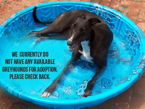 Boogie | Adopt a Greyhound